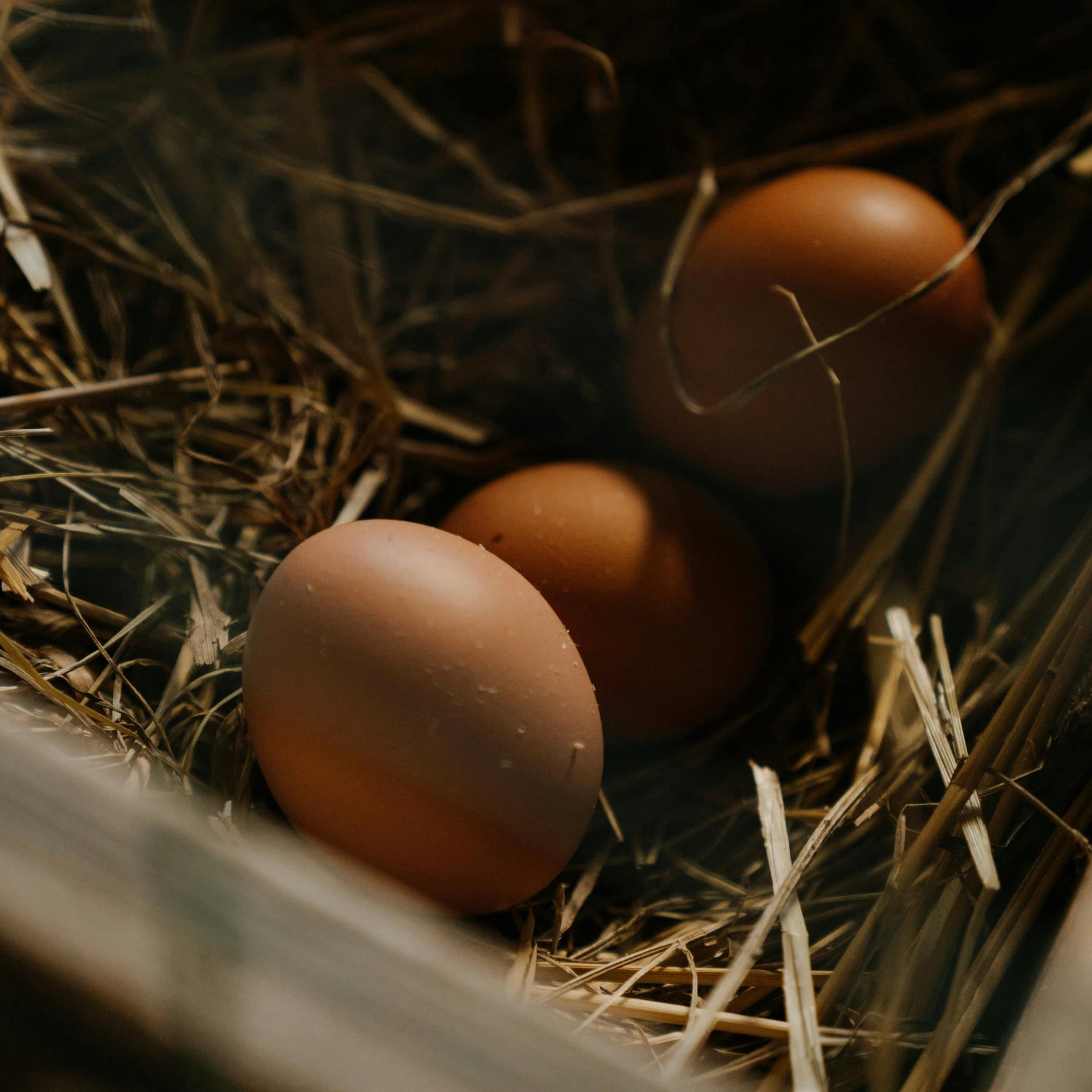 Fresh pastured eggs in a basket